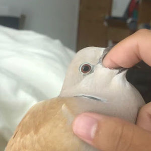 Meet your Posher, Arthur